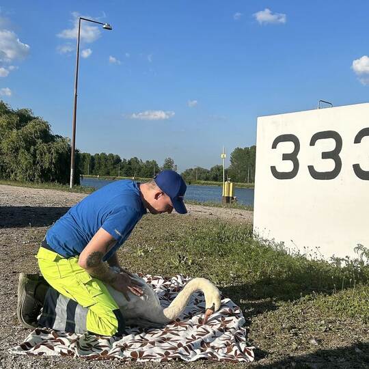 Verletzter Schwan