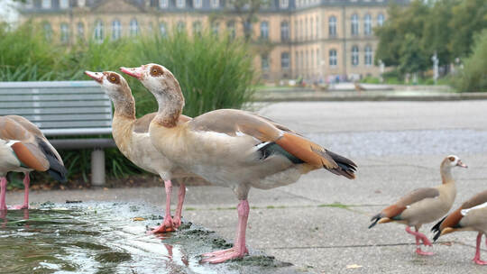 Nilgänse in der Stadt