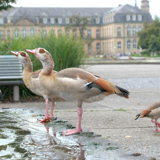 Nilgänse in der Stadt