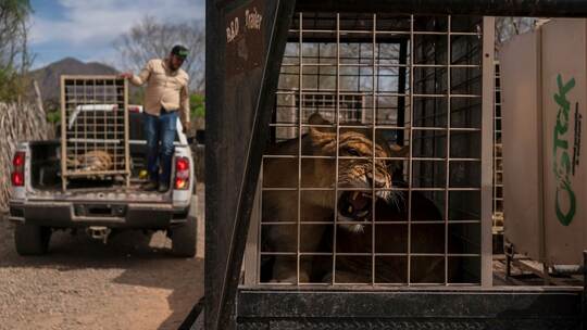 700 Wildtiere ziehen wegen Gewalt in Mexiko um