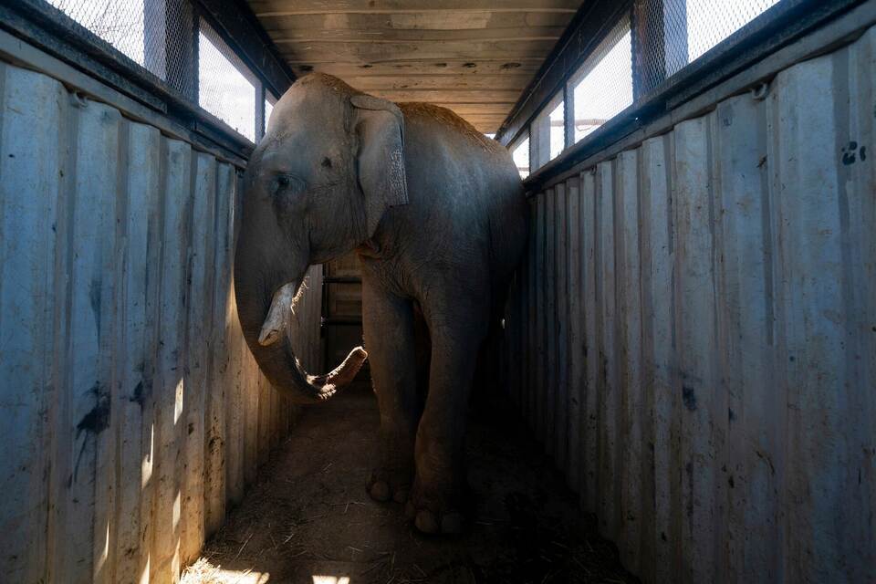 700 Wildtiere ziehen wegen Gewalt in Mexiko um