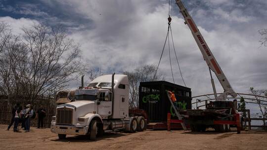 700 Wildtiere ziehen wegen Gewalt in Mexiko um