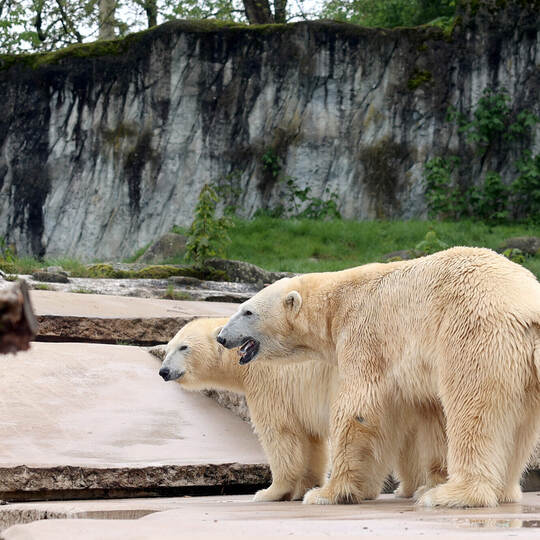 Eisbären