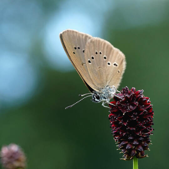 Der Dunkle Wiesenknopf-Ameisenbläuling lebt auf den Wiesen neben dem Netto-Markt. Wenn diese für den Neubau weichen müssen, brau