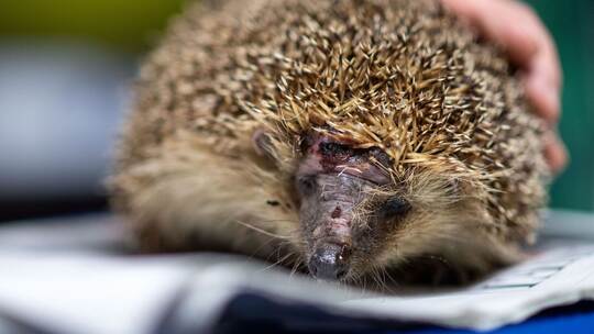 Tödliche Gefahr für Igel - Mähroboter