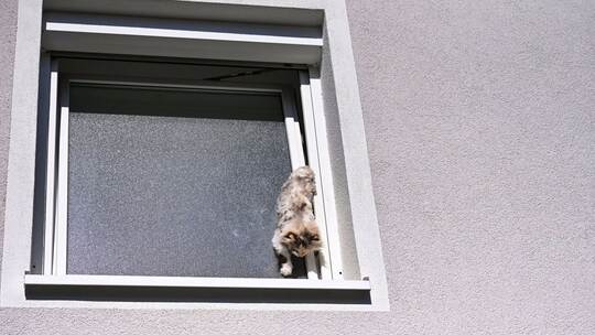 Katze verkeilt sich im Fenster Katze verkeilt sich im Fenster