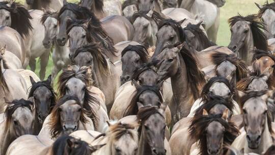 Traditioneller Fang der Wildpferde im Merfelder Bruch