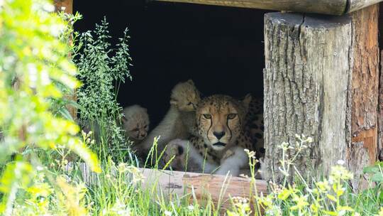 Geparden-Nachwuchs in Stuttgart Geparden-Nachwuchs in Stuttgart