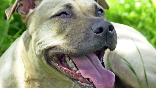 American Staffordshire Terrier