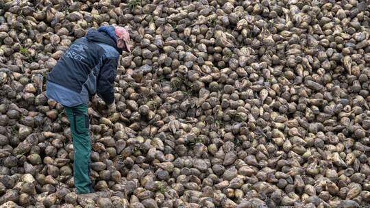 Zuckerrüben-Ernte im Südwesten