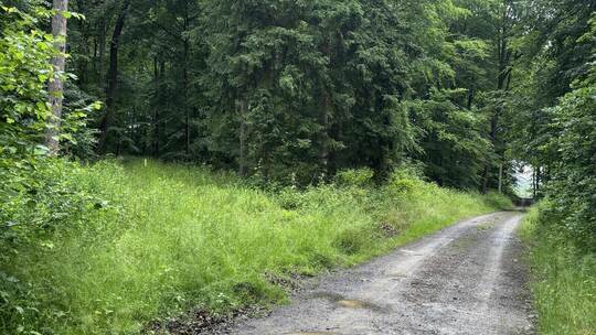 Im Bauschlotter Herrschaftswald befindet sich der mögliche Windkraftstandort. Links vom Weg markiert ein gelber Stab einen der m
