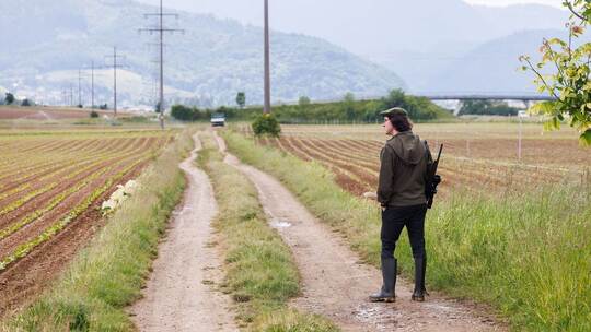 Saatkrähen schädigen Landwirte in Südbaden