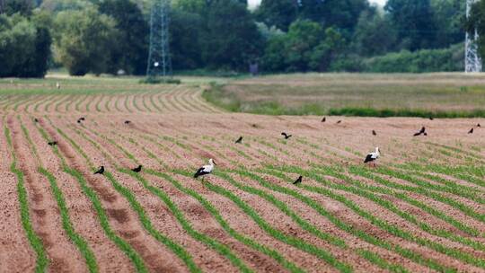 Saatkrähen schädigen Landwirte in Südbaden