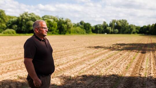 Saatkrähen schädigen Landwirte in Südbaden