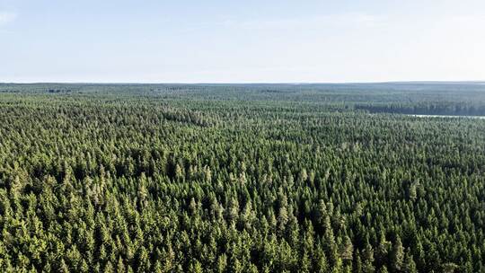 Waldzustand in Deutschland