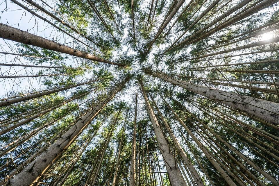 Waldzustand in Deutschland