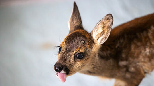 Wildtierrettung Jeanine Nikolaus