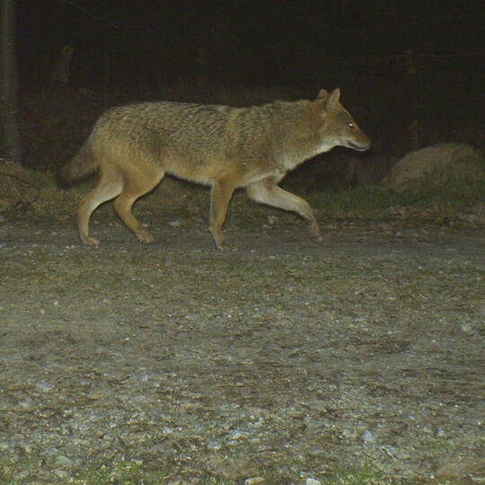 Goldschakal im Bayerischen Wald