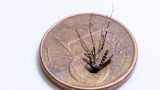 Landesamt für Gesundheit und Pflege Hessen untersucht Tigermücken