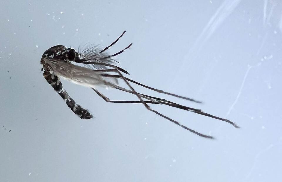 Tigermücken auch in Niedersachsen