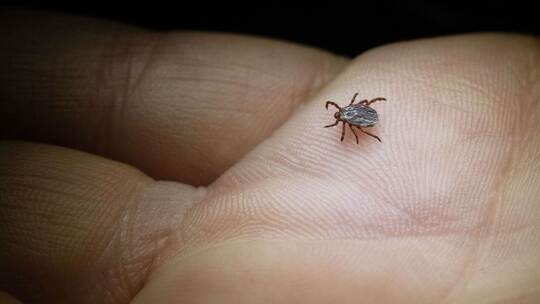 Buntzecke (Dermacentor reticulatus) krabbelt über eine Hand