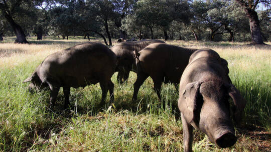 Im Land der glücklichen Schweine: Schinkentour in der Extremadura