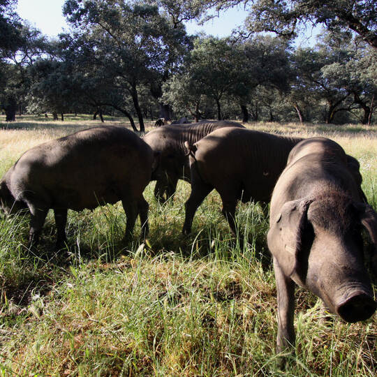 Im Land der glücklichen Schweine: Schinkentour in der Extremadura