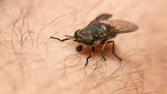 Bremsen wieder unterwegs - was hilft gegen die Blutsauger? Bremsen wieder unterwegs - was hilft gegen die Blutsauger?