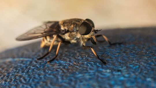 Bremsen wieder unterwegs - was hilft gegen die Blutsauger? Bremsen wieder unterwegs - was hilft gegen die Blutsauger?