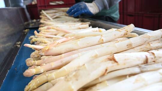 Spargelsaison Spargelsaison