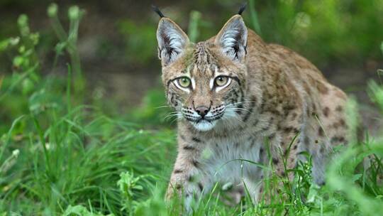 Luchs