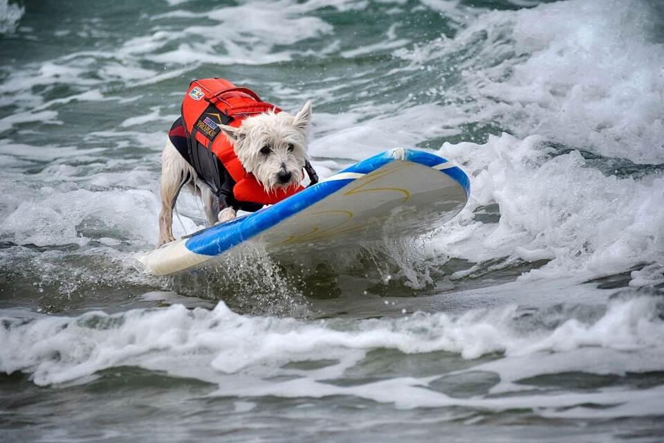 «Incredible Dog Challenge» - Surfmeisterschaft für Hunde
