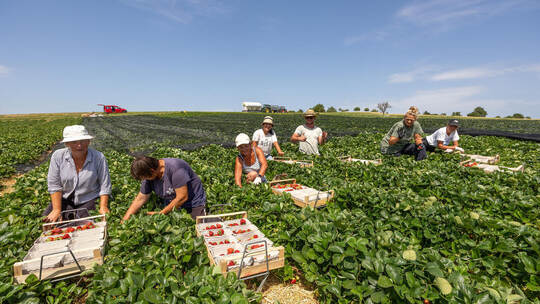 Das fleißige Team aus Polen erntet die Produkte, die in den Direktvermarktungsstellen am Feldrand verkauft werden. Fotos: Meyer