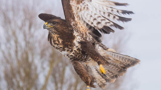 Mäusebussard im Tiefflug: Die Tiere meiden Menschen, aber wenn sie fürchten, dass jemand dem eigenen Nachwuchs zu nahe kommt, ri Erneut sterben Tiere an vergifteten Ködern