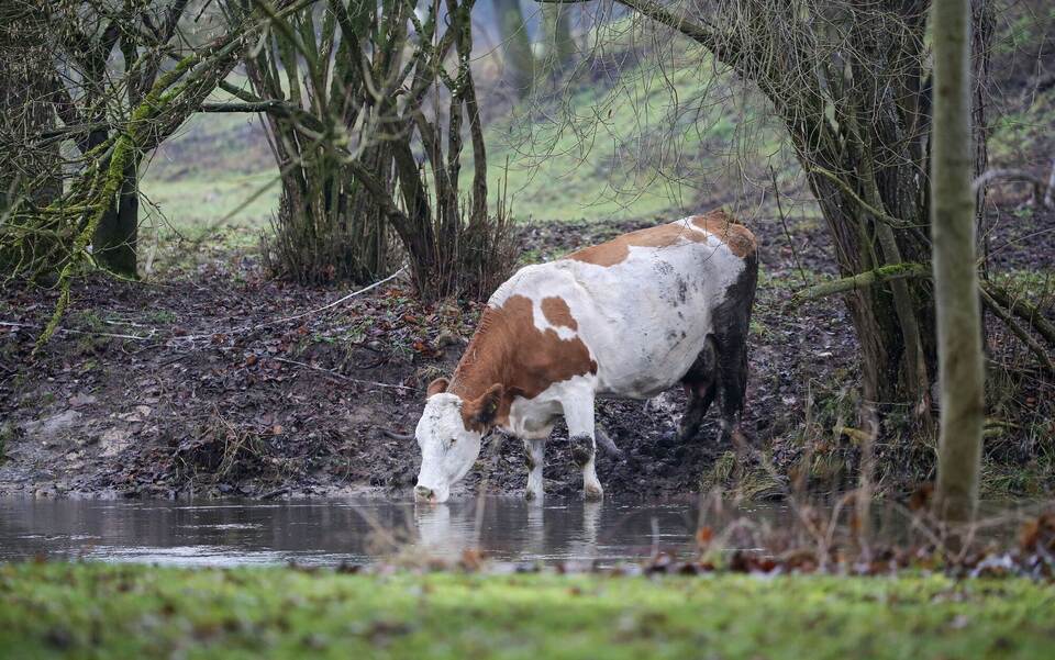 Erfrischung an der Donau