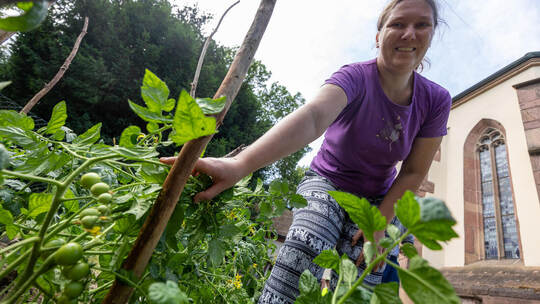 Die unteren Triebe an den Tomaten müssen weg: Das Grünwerk-Projekt am Diakoniepunkt Ost bringt Menschen zusammen, die gerne gärt