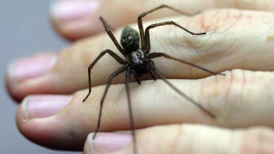 KINA - Isst man im Schlaf Spinnen?