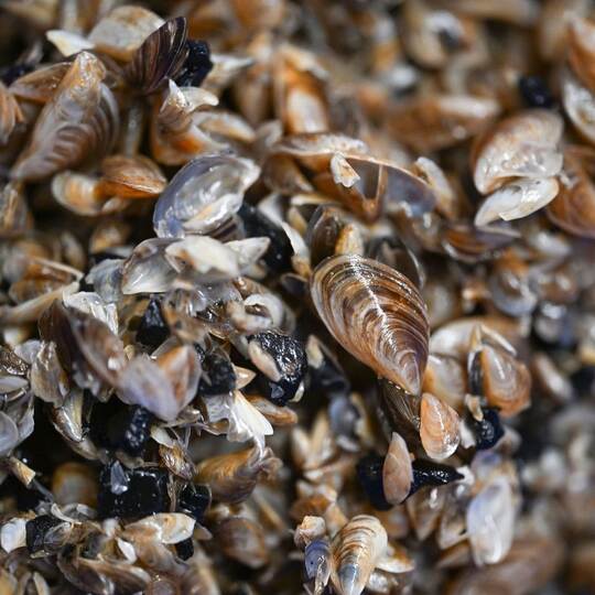 Quellbecken mit Quagga-Muscheln