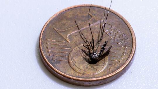 Lokale Infektion mit Chikungunya-Virus im Elsass entdeckt Lokale Infektion mit Chikungunya-Virus im Elsass entdeckt