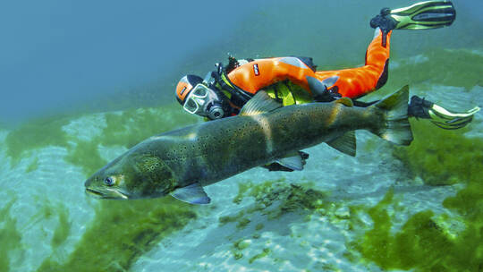 Ein einmaliger Schnappschuss: Ein Taucher schwimmt mit einem riesigen Huchen (forellenartiger Fisch) in der österreichischen Tra