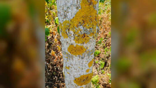 Invasive Art Lasius neglectus auf einem Baumstamm