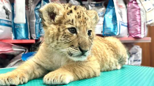 Liger in Rumänien Liger in Rumänien