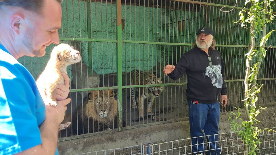 Liger in Rumänien Liger in Rumänien