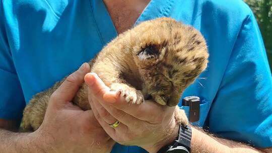 Liger in Rumänien Liger in Rumänien