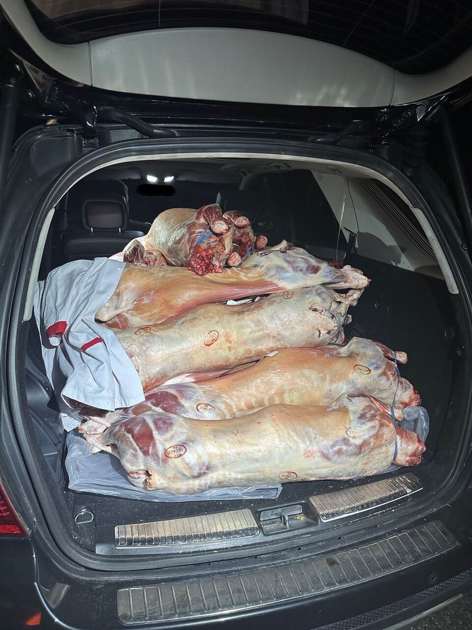 Ungekühltes Lammfleisch im Auto transportiert
