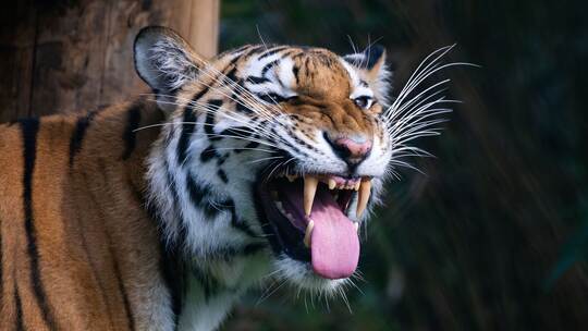 Sibirischer Tiger im Serengeti-Park
