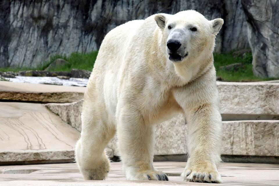 Eisbär-Papa Kap eingeschläfert Eisbär-Papa Kap eingeschläfert