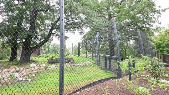 Neue Anlage für Amur-Tiger in der Wilhelma