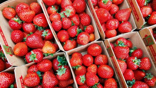 Erdbeer-Saison 2025 in Hessen