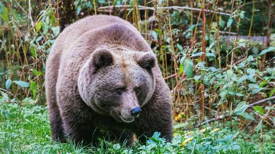 Bärin in Schwarzwald-Park Bärin in Schwarzwald-Park